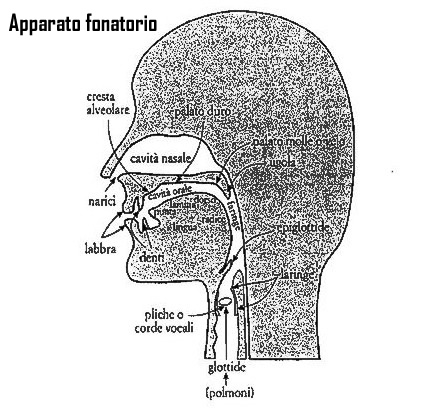 apparato fonatorio
