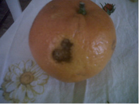 un cuore su un mandarino