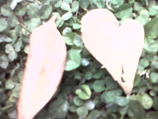 altra foglia a forma di cuore